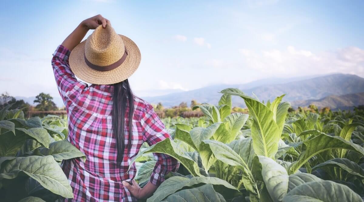 Cuáles son las mejores universidades para estudiar agronomía?